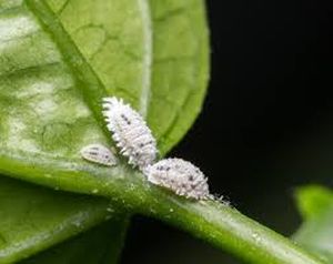 uploads/images/pest/sesame bugs.jpg